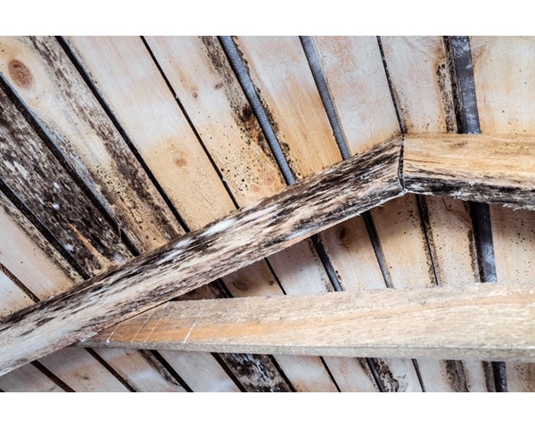 Mold on the attic