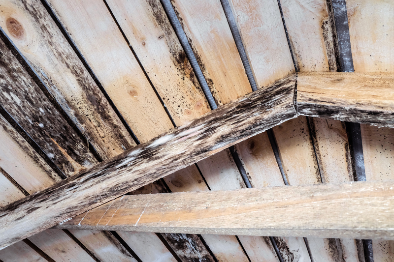 Mold on the attic